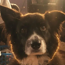 STARK / SOL