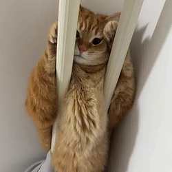 railingcat / SOL