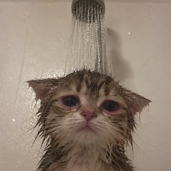 SADCAT