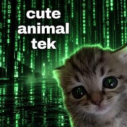 cat