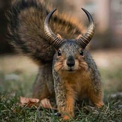 SQUIRREL / SOL