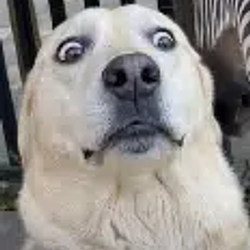 Rufus