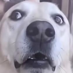 BMDOG