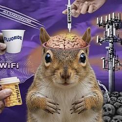 PSquirrel / SOL
