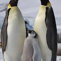 PENGUEN