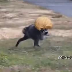 JIMWIG / SOL