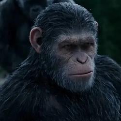 ape