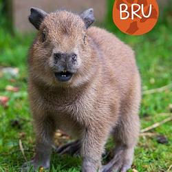 BRU / BNB