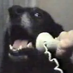 CALLDOG