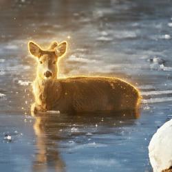 BAMBI