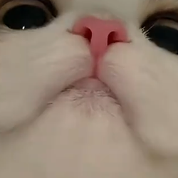 CAT / SOL