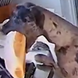 BREADDOG