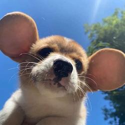 DUMBO
