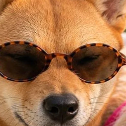 FLOKI