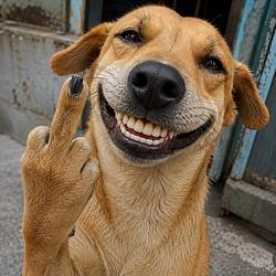 DOG