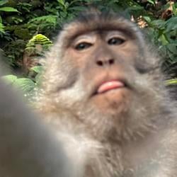 monkey / USDC