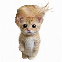 trupycat