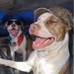 HIGHPUPS