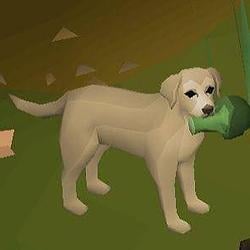DOG / SOL