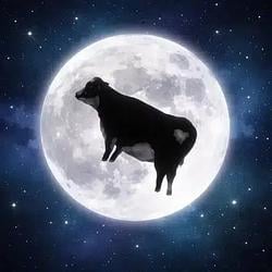 cowmoon / SOL