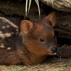 pudu / SOL