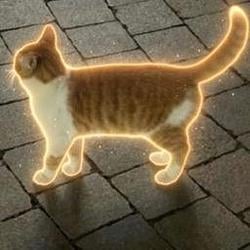 🐈 / SOL