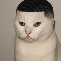 BBCAT