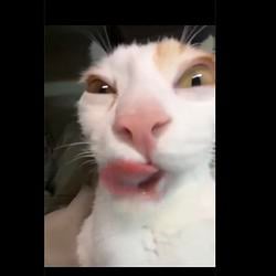 sexycat