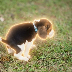 SDOG