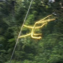 Stickbug / SOL