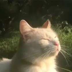 relax / SOL