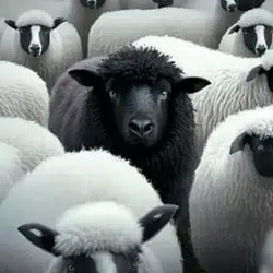 SHEEP / SOL
