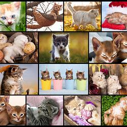 Kittens