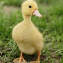 DUCK / SOL