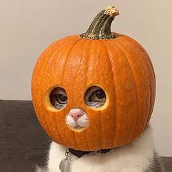 ZPUMPCAT