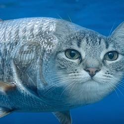CATFISH