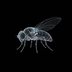 PUMPFLY