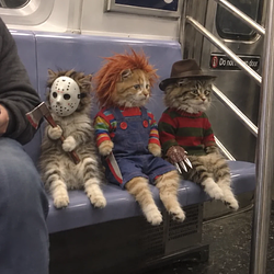 SLASHCATS
