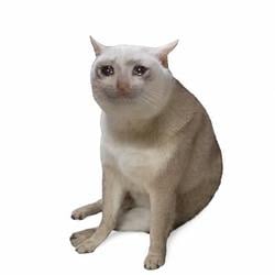 CASHCAT / SOL