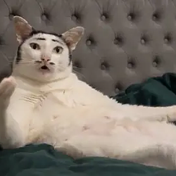 TOPCAT