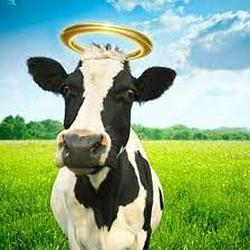 HolyCOW