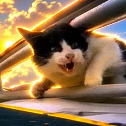 Planecat / SOL