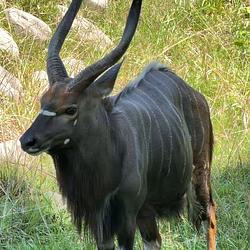 NYALA