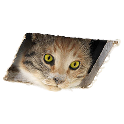 NSCAT / WETH