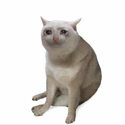 CASHCAT