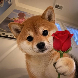 inu