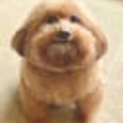 scoobert