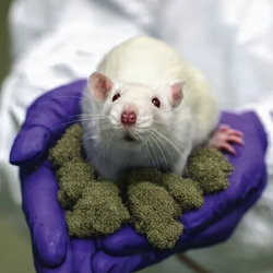HIGHRAT