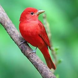 BIRDY
