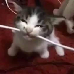 Catmom